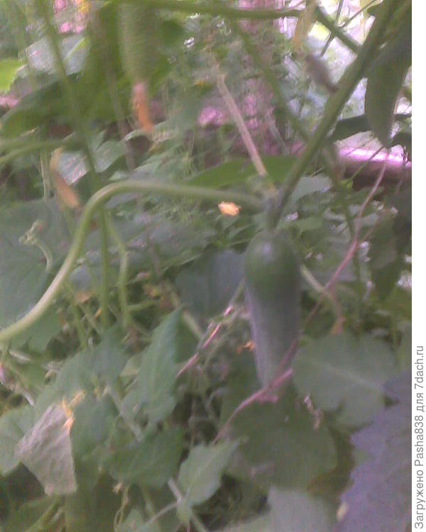 Там даже если собирать постоянно изо дня в день, всегда что-то еще висит )