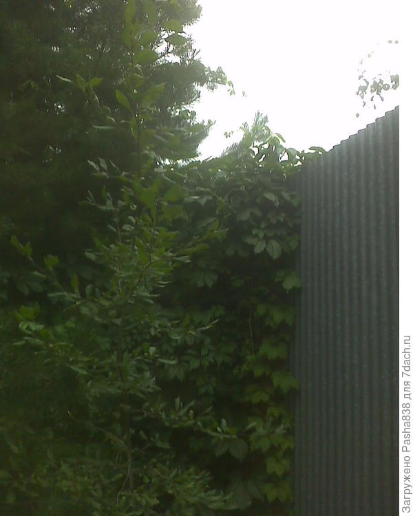 Тут не очень видно видеонаблюдения, но оно есть )) Если хорошо присмотреться. можно увидеть северокорейского снайпера, как я эту штуку называю, камера в бронекорпусе. Иногда надо лазить обдирать некоторые листья, которые закрывают обзор.