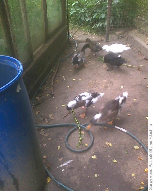 У уток не знаю уж какого поколения, из-за смеси генов получается достаточно забавная, интересная расцветка