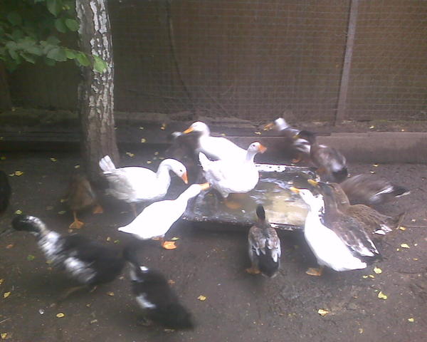 Утки, и тут еще два гусика молодых. Живут они у меня не столько на мясо, сколько на удобрения, зимовка у них по теплицам, и их основная задача - удобрять там всё навозом. Так и живут.