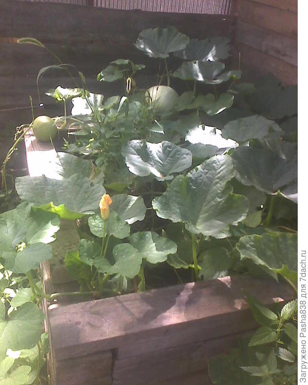 Тыквы в компостном ящике. Ну то есть там компост, старый навоз и туда были посажены тыквы. Если присмотреться там сзади лежит, размером почти с футбольный мяч. Но зеленая совсем, ей еще зреть и зреть, ну и расти, вероятно.