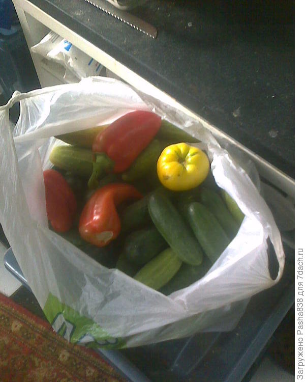 Пошел вчера, снял в пакет. Перец вот самый первый, все остальные зеленые, и одна желтая помидорина, я так понимаю, созрела. Хорошая помидорина. Остальные тоже зеленые. А вот огурцов много, хотя поливать их я даже перестал, а то холодно и сыро.