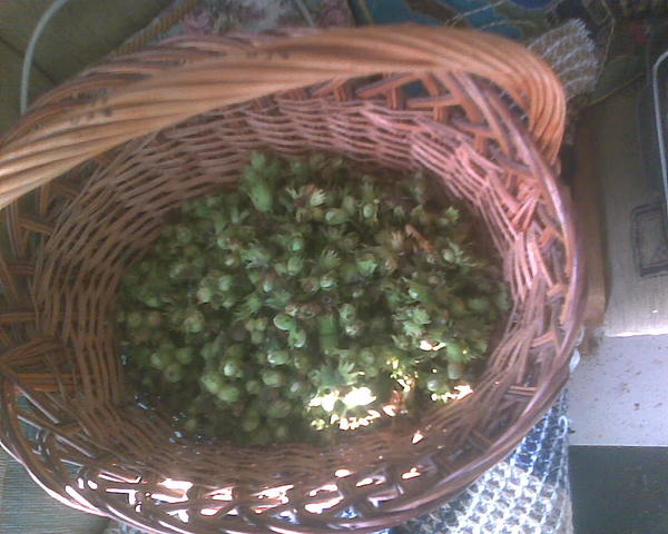 Смысл в том чтобы их вытащить из скорлупы, и использовать для щербета. Небыстрая возня, но, вероятно, стоит того, орехи вкусные.