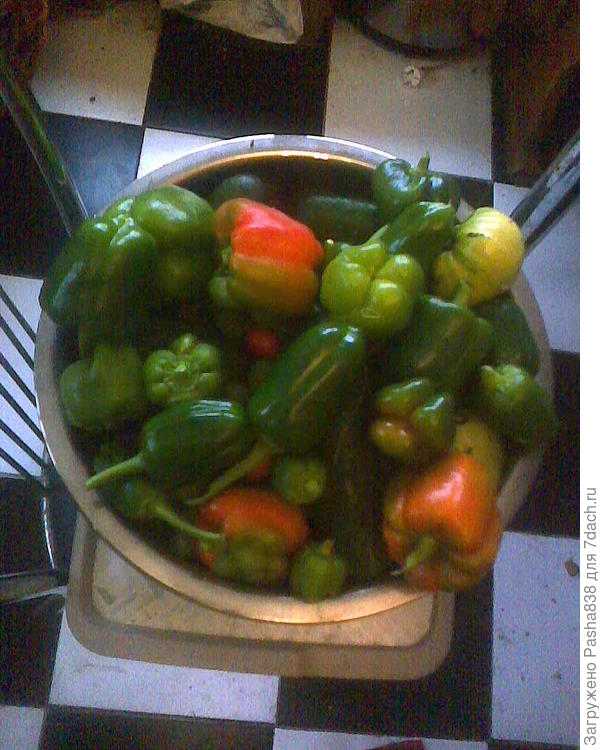 Перцы вот такого формата. Красные я собирал раньше. а это уже последние, осенние. Рассада по большей части с покупного с рынка перца, прошлого года, когда у меня козы вломились в теплицу и сожрали весь перец, и мне пришлось для лечо покупать на рынке. Ну и вот семечки остались, и они удивили и хорошей всхожестью, и урожаем. А до этого возились с покупными семенами - перец удавался, но как-то очень скромно, и всхожесть семян была так себе. Еще тут под перцем огурцы, это я просто ходил что попало собирал позавчера.