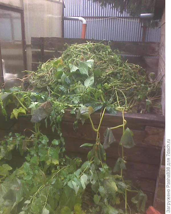 Вот такие ящики. Этот 175х175 см. Другой думаю сделать подлиннее, то же 175 но метра на три. Чем они удобны - в них много ботвы умещается, после чего по весне туда можно еще старого навоза для ровности накидать и выращивать там как в грядке кабачки или тыквы. А осенью опять наваливать ботву. Трудно сказать, хорошо ли на ботве выращивать тоже тепличные растения вроде кабачков, но каких-то прям болезней здесь нет, да и слой навоза, накиданный сверху на спревшую ботву, всё вполне отсекает. Справа - это сарай-бойня, где я режу на мясо иногда, спереди за ящиком - дощатый заборчик от коз, чтобы не пропёрлись сюда, а слева теплица. Там еще гусь виднеется, они в этой теплице зимуют.