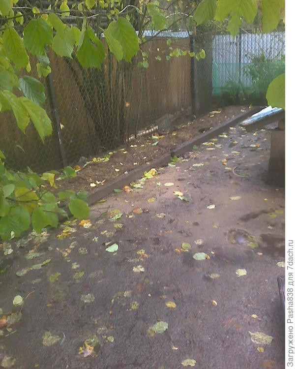 Такая вот насыпная гряда, отложенная бордюром и древнего и подгнившего, явно непригодного уже для строительства бруса. Где-то 9 полных тачек навоза, что ли. Козий навоз не жидкий, он как перегной по консистенции, но слишком свежий, нельзя сразу сажать, хоть шиповники и любят навоз и хорошо переносят подкладывание его в проседающие места клумб. Есть белый шиповник, есть красный, вот думаю посадить для красоты. Это утиный выгул, сейчас они уже в теплице сидят, туда не ходят, а то холодно, я закрыл. Забора тут два, один дощатый соседский, далее метр я отступил, поставил еще забор из рабицы, а этот проход использую для прогона коз с хлева гулять. Просто чесать через поселок среди придорожных клумб соседей и своих совсем нездорово, а здесь &amp;quot;огородами&amp;quot; между заборами очень удобно проходить, не угрожая посадкам. У меня просто коз стадо, в районе 2030 голов всегда. Кого-то съем, кого-то продам, остальные десятками у меня так и живут.