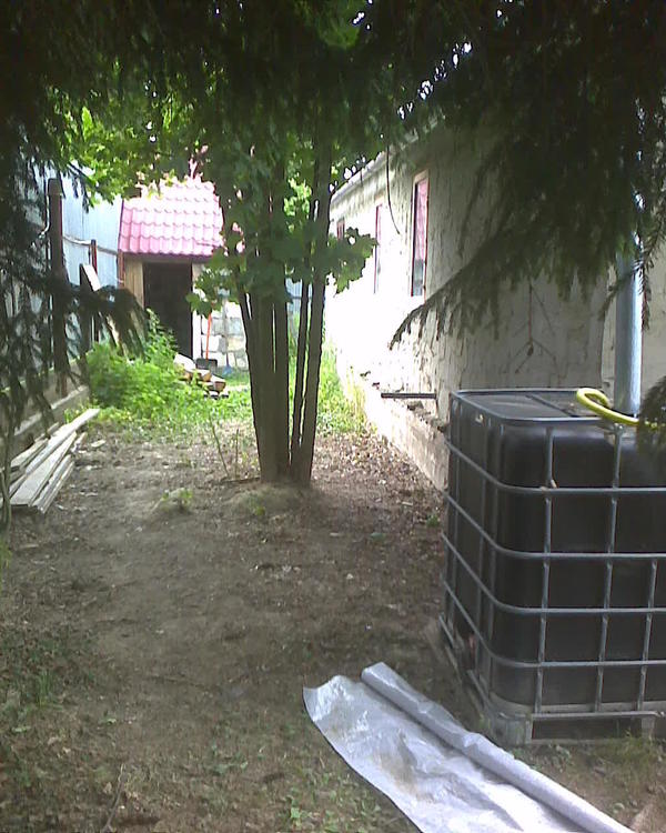 Такие вот бадьи (черная справа). Фото правда устарелое, новое я не делал. Клен этот давно спилен, потому что его козы сожрали, а здание впереди (с красной крышей) отгорожено заборчиком на железных столбах, потому что я думал там поросенка завести (а справа повыше это хлев, там козы живут). Тут козья территория, они тут болтаются летом, когда я их не выгуливаю. В принципе этот клен я спилил еще потому, что он очень высокий стал расти, небезопасно, тяжело было бы убирать Теперь тут только пень от этого клена остался, и всё. Вот водосток со всей крыши в эту ёмкость во время дождя льёт. С другой стороны так же. У меня они везде нагорожены, где-то 14 тонн воды в совокупности набирается. Т.е. где-то две недели полива по тонне туда, сюда, а потом ждать дождя или из колодцев понемногу качать, чтобы совсем уж не засохло ничего. Но это когда засуха. Когда дождливое лето - просто так стоят с водой, на всякий случай, а поливаю только теплицы.