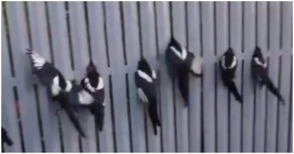 Фото из интернета. Полно видео и фото такого содержания, как вытаскивают ворон и сорок из заборов. Если вовремя вмешаться - они остаются живы.