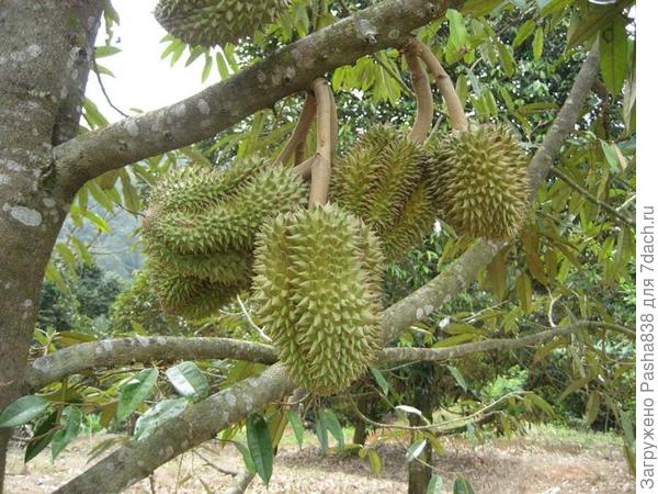 Молодые, еще незрелые плоды дуриана на ветке