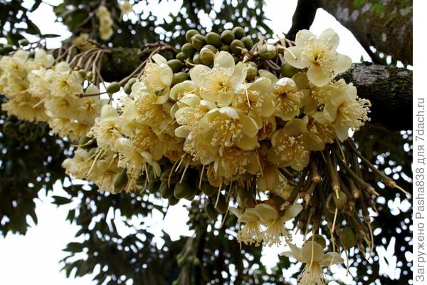 Дуриан цветет. Внешне, пожалуй, это даже чубушник чем-то напоминает, только цветы дуриана, я так понял, несколько крупнее