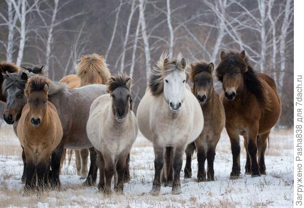 Якутские лошади, фото из интернета. Я мечтал съездить зимой в Якутию, поглазеть на этих лошадей, но, судя по всему, мне ехать уже никуда не надо, еще градусов на 15 ниже - и будет вполне себе Якутия )))