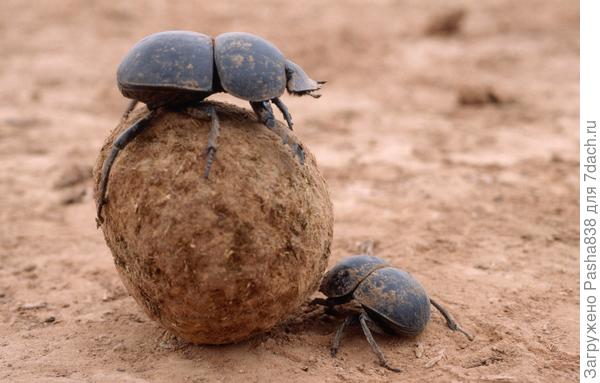 Жуки-консультанты (по навозу).