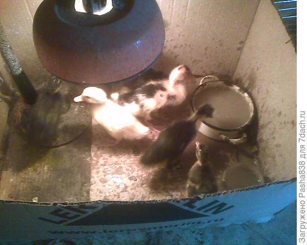 А это вот конфискат. Утка сидела высиживала, но ближе к выводу кто-то стал красть яйца с почти развитыми утятами, одно нашел на выгуле, потом еще одно. Пришлось согнать её с гнезда, конфисковать у неё все яйца и отнести в инкубатор. Дома они пару дней постояли, стали вылупляться. Теперь вот в коробках сидят. Когда подрастут до размера, который не сможет унести сорока - выпущу их к старшим.