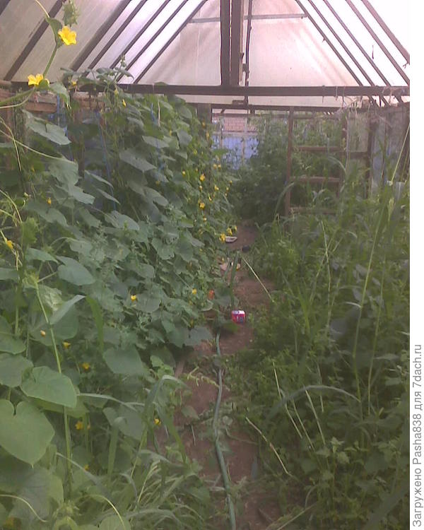 Слева огурцы, справа посадки перца. Теплицу пропалываю только когда начинается совсем уж бардак, в остальном стоит вот такая. Где ни попадя лезет черный паслен, сильноядовитое растение, очень опасное для уток. Когда под зиму отдам им эту теплицу для прогулок - перед этим придется долго ползать по всем грядками и смотреть, чтобы нигде этого растения не осталось. Остальные сорняки безобиднее - лебеда и еще какой-то злак, предположительно просо, то ли полевое какое-то. то ли вообще дикое. Сорняки в теплице по большей части завозные, из зерна, которым зимой кормятся утки. В прочем чем благодарен этому паслену - в его зарослях крысы не тронули рассаду, они им помешал, его было много и он её &amp;quot;прикрыл&amp;quot;, а его они не едят, видимо для них он тоже достаточно ядовит. Как результат я хоть при некоторых огурцах. Чуть дальше растут помидоры, но они здесь зреют мало, чаще я получаю гору зеленых, которые потом дозревают по ящикам столов и диванов.