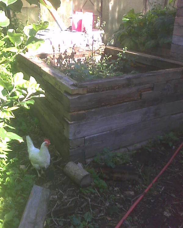 Будущее место для кабачков. Ящик из бруса 15х15 см (когда-то очень давно этот брус был чьим-то домом, потом это было снесено, а пиломатериалы, мало на что уже годные - перекочевали ко мне), просто стоит эта изба на глине. Потом как наберется туда компост из тепличной ботвы да ядовитых, непригодных для коз сорняков - накидаю туда сверху для полноты старого навоза (козьего или может гусиного), кину чуть торфа или песка - и можно сажать кабачок, тыкву, или патиссон. Эдакий утепленный ОГ, в ящичке ))) Я часто такие избушки делаю, на них годятся любые брусья, бревна и прочий хлам.