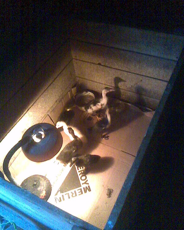 А эти пойдут потом к теплице которая на фото была, в домик и рядом на выгул. Когда подрастут. Подняли меня сегодня в шесть утра, заплевали, залили, запачкали всю коробку, замерзли под лампой и свистели, крякали. Пришлось-таки встать и переселить их в этот ящик на чистый сухой картон. Да, это вот всё у меня именно в спальне, потому что таскаться среди ночи еще куда-то я точно не хочу. И кран с водой подведен тоже в спальню на второй этаж - а то вдруг они воду выпьют, а мне лень ходить. Картон в этот раз покупной, леруамерленовский, а до этого... Целая охота у меня вечно за картоном, паразитирую на всём и всех, вплоть до продуктового магазина в поселке и магазинах бытовой техники. Сколько бы ни было у меня картона, мне его всегда не хватает. Есть вариант сено стелить, но за деньги оно дорогое, а косить столько и сушить - чет одуреваю я, мне бы козам и гусям накосить и то слава богу. На подстил пусть картон идет.