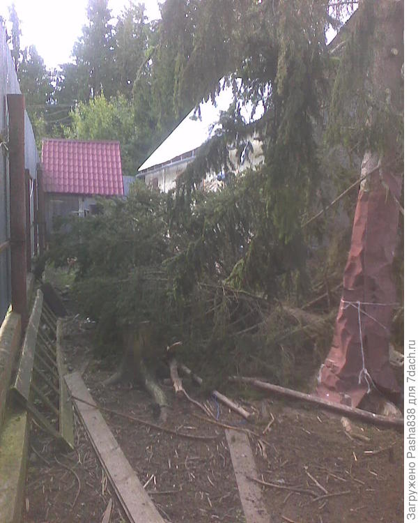 Убирать пока не буду, пусть козы обглодают. Вообще укармливать их одной елкой не очень хорошо, но я устал и траву косить им сегодня навряд ли буду. Только соберу то что мама выдрала сорняки кучу из большой клумбы, их отдам, чтобы уж совсем на одной хвое не сидели. Но пока так.