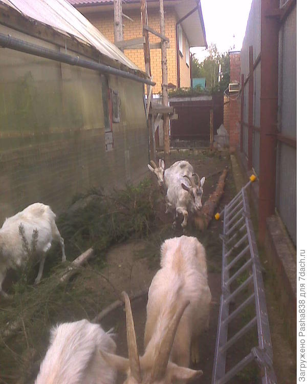 У коз пока еловые дни. Это вот слева - это теплица, другая, которая побольше той, которую я вам до этого показывал. Эта стена отделана внутри брусом 15х15 см (эдакой решеткой), чтобы козы не вломились туда и не сожрали мои растения (когда-то уже были такие прецеденты). Справа лестница, которую я ставил для спиливания елки. И еще бревно лежит от предыдущей. Хорошие бревна, как раз нужны будут строить летнюю кухню и небольшой сарайчик над колодцем. Стены там газоблочные планируются, но вот дверные косяки и проч надо будет брать бревна, просто подровнять их и норм. Это не парадный вход жилого дома, так что сойдёт, лишь бы крепкие. Конструкцию позади - еще предстоит разобрать. До зиму думаю разобрать, там наприбита фигня всякая, это я предыдущую елку отпиливал, там выше надо было лезть просто.