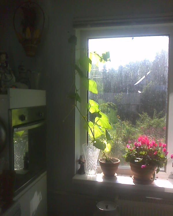 Плохо видно, но он там долез до самого верха (по веревочке, которую я ему спустил) и тянется по верху окна, цепляясь усами куда-то под отделку. Зацвел и на нем появились миниатюрные, только-только - огурчики. Листья конечно несколько желтоваты, горшок не грядка, может надо было брать горшок побольше, но мне понравился результат. Вероятно, я так и буду из года в год в горшке сажать огурец, забавно получается. Только горшок возьму в следующий раз другой, чуть побольше.