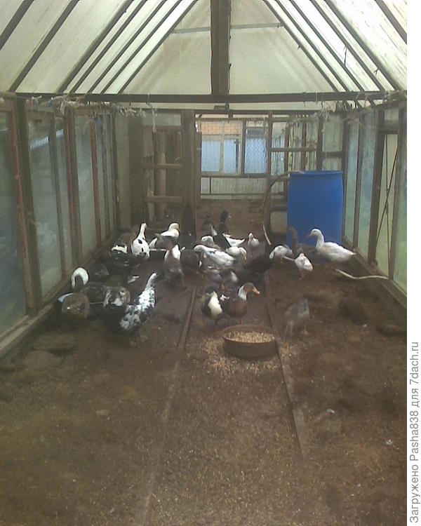 Так и будут зимовать, на мороз на ночь в сарай, а днем в оттепель по теплице гулять. На улицу не пущу - и холодно, и небезопасно. Лисы, все дела. Резать на мясо не планирую - и лень возиться, и жалко. Пусть живут, теплицу удобряют, у меня пока есть еда, нет нужды никого резать.