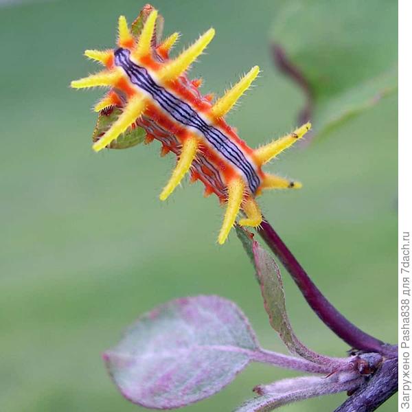 Её вот действительно лучше не трогать - раздражение кожи будет сильным и болезненным. Колючки впиваются в кожу и укус может напухнуть и давать себя знать несколько часов.