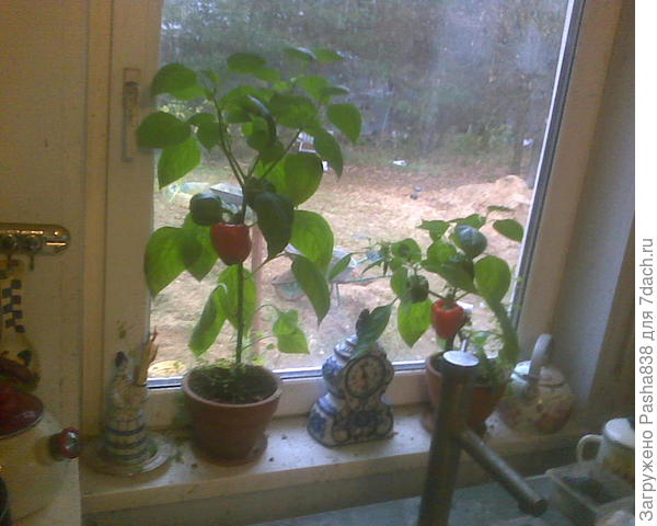 Данное окно смотрит как раз на юг. Перец болгарский. Сорт не знаю - семечки были взяты из перца, купленного когда-то на рынке на еду.