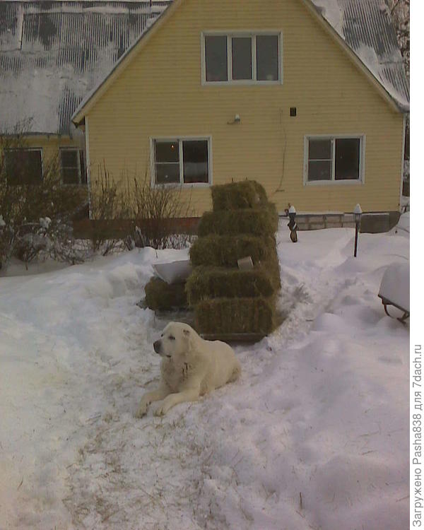 Собака бдит. Привезли немного сена и зерна - сел сторожить.