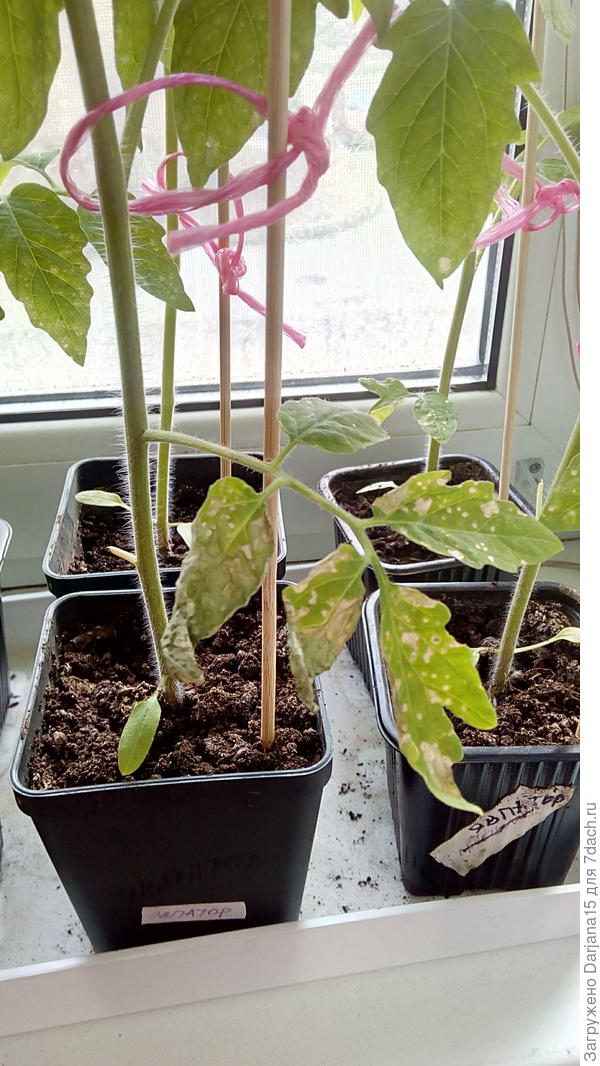 К этому приводит и лист полностью засыхает