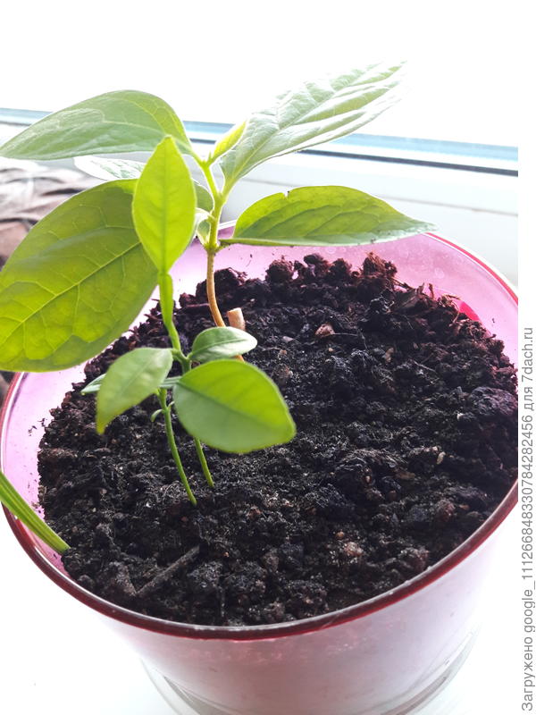 подскажите название двух маленьких и того что с большими листьями