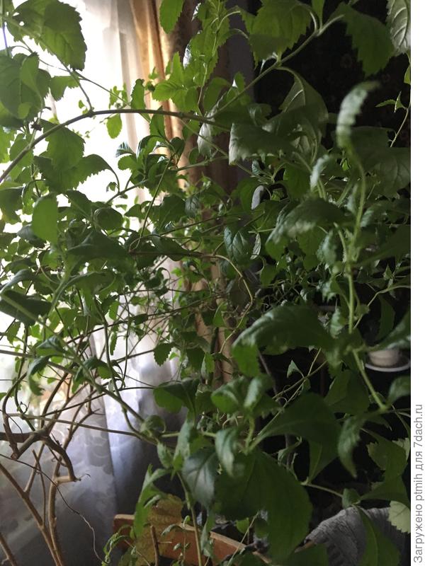 Верхушка растения