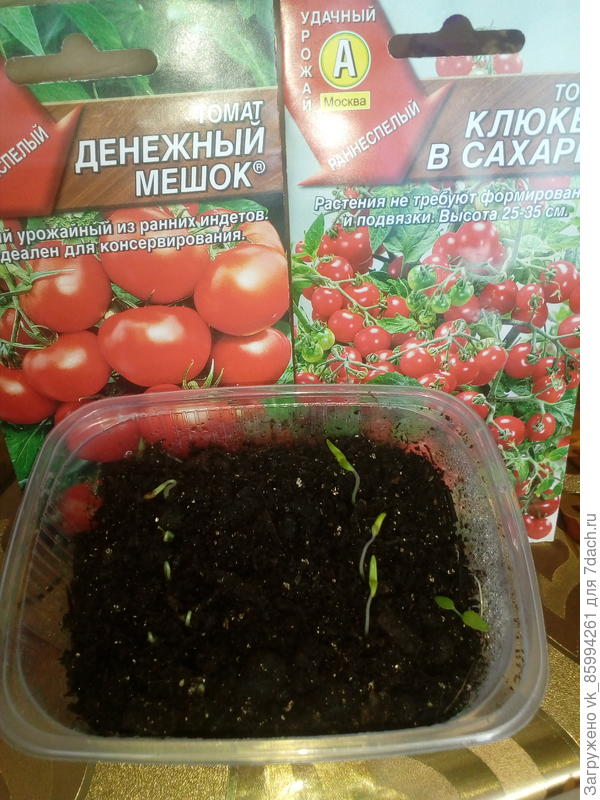 Первые петельки...