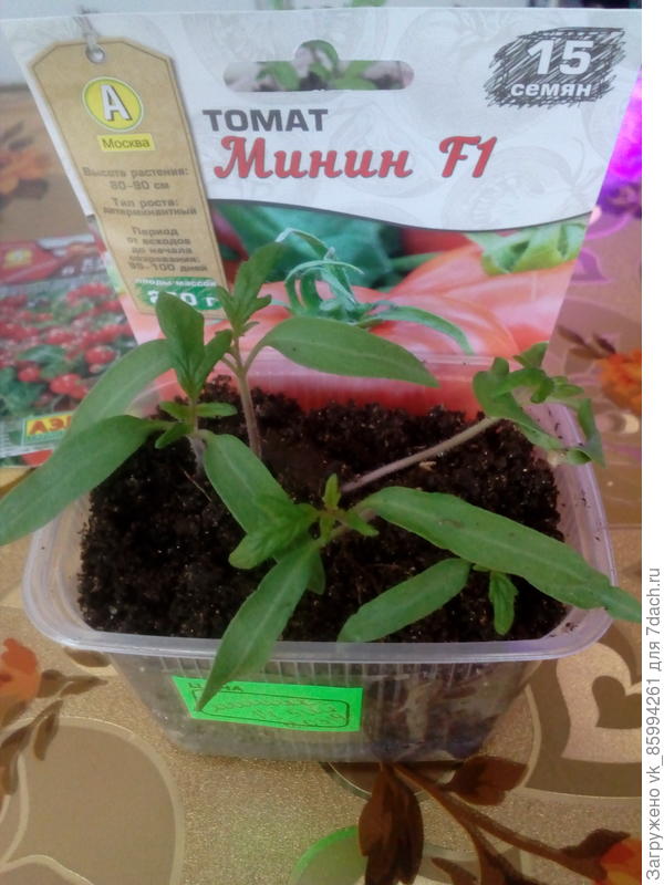 настоящие листья.