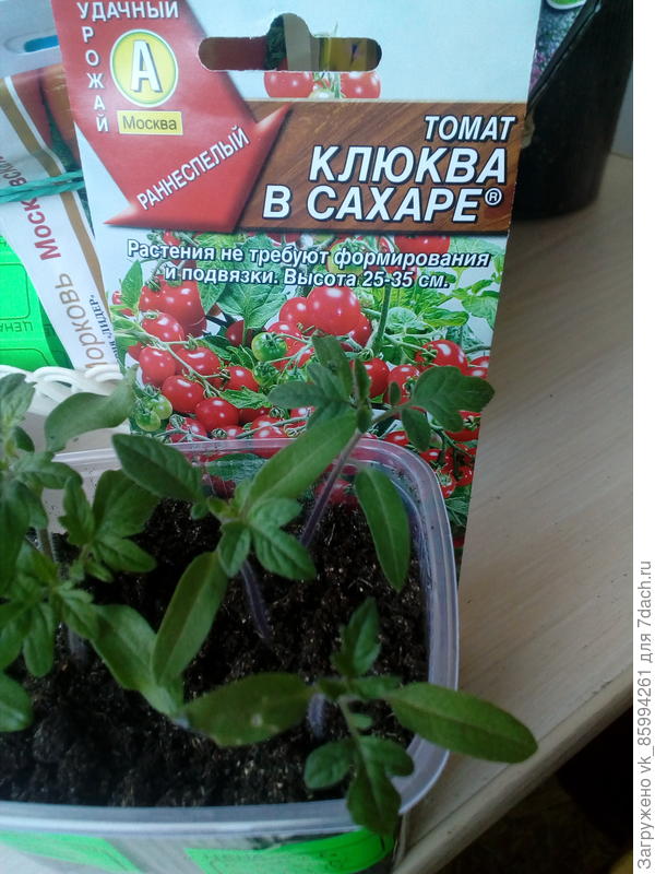 Растут по тихонечку...