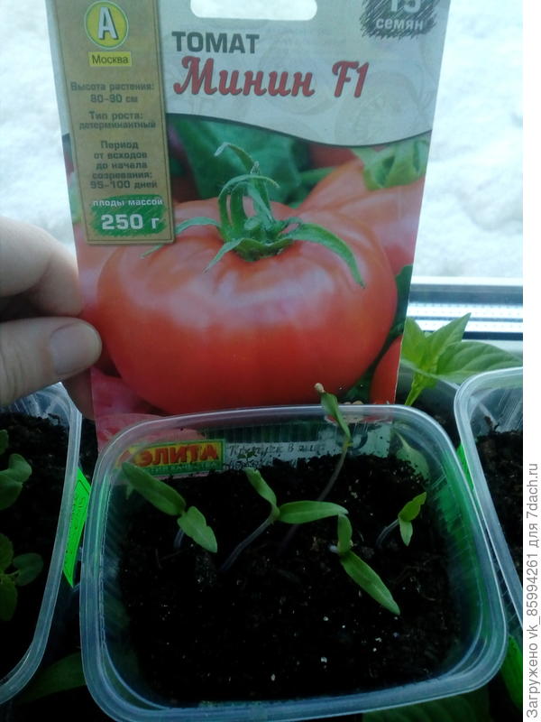 растишки..