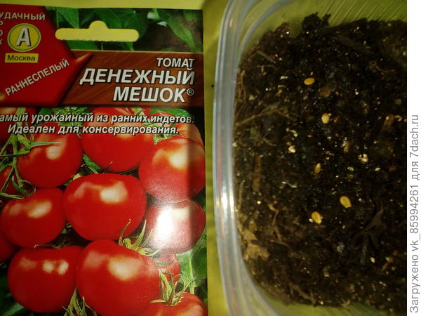 5 семян
