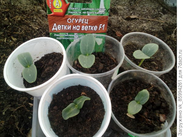 вапро
