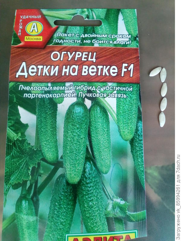 Отобрала 5 штук семян.