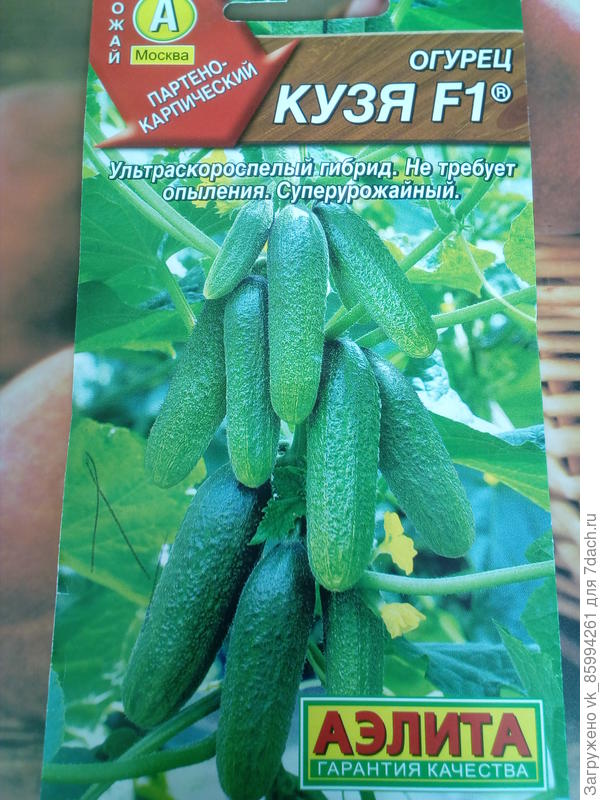Огурец" Кузя"