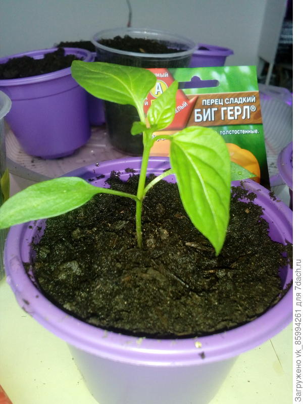 Не заглубляю ...