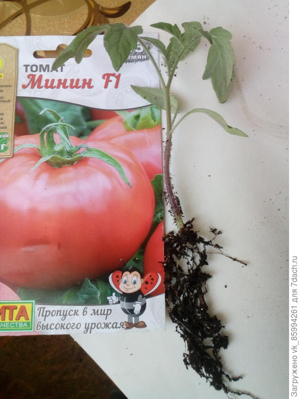 Корневая система...