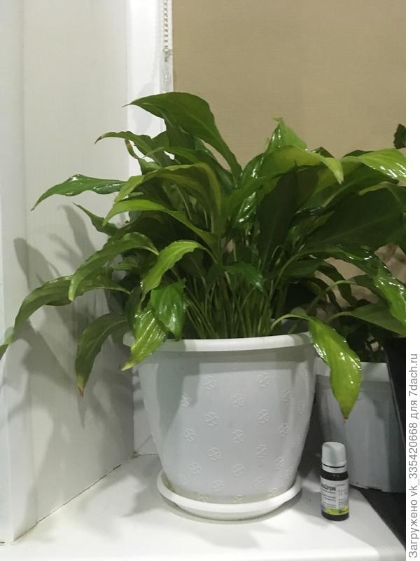 Нашла в подъезде почистила от засохшей листвы, хочу поменять почву нежная какая требуется и как вообще ухаживать