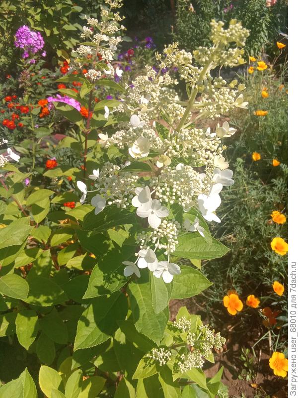 Вот моя гортензия