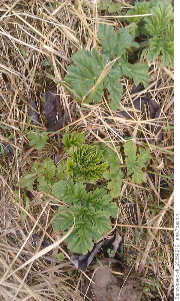 Добрый день. Подскажите,что это?