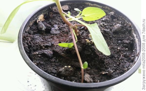 Садила фуксию