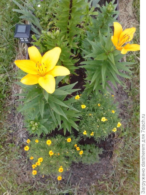 что выросло