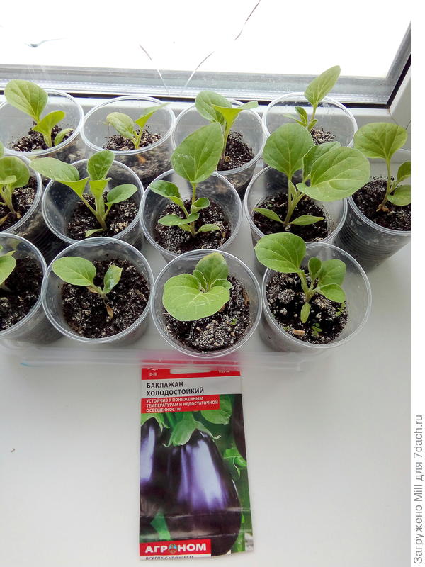 Сорт &amp;quot;Холодостойкий&amp;quot; от Алита-Агро.