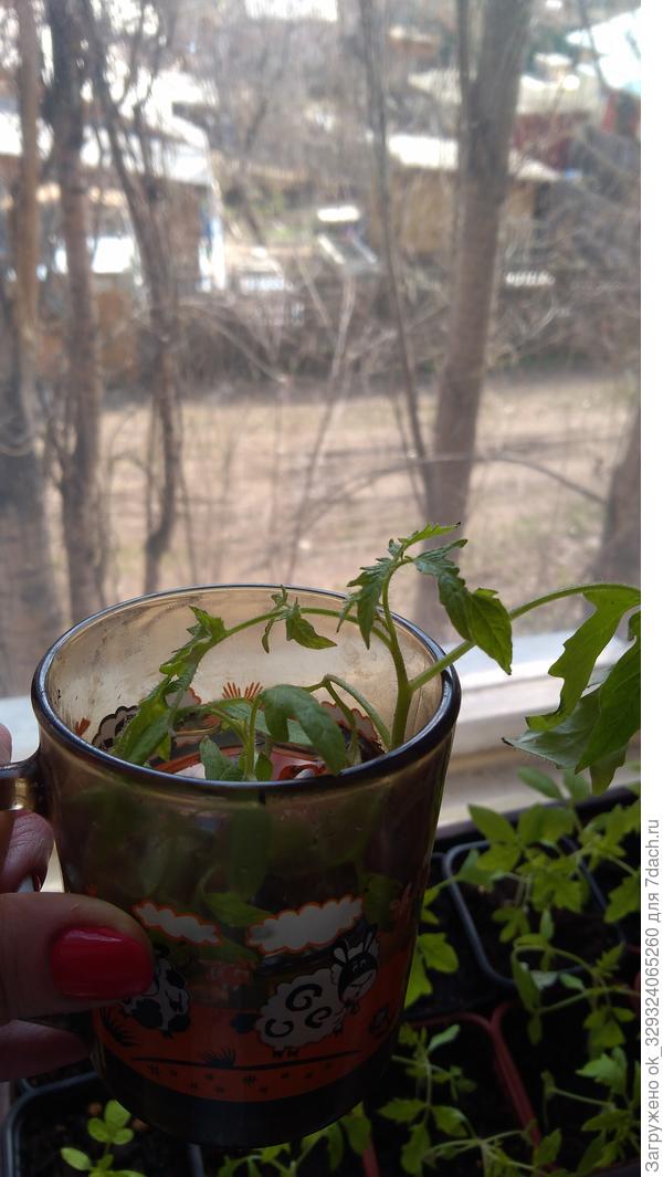 Это в растворе малышка стоят томаты наращивают корешки