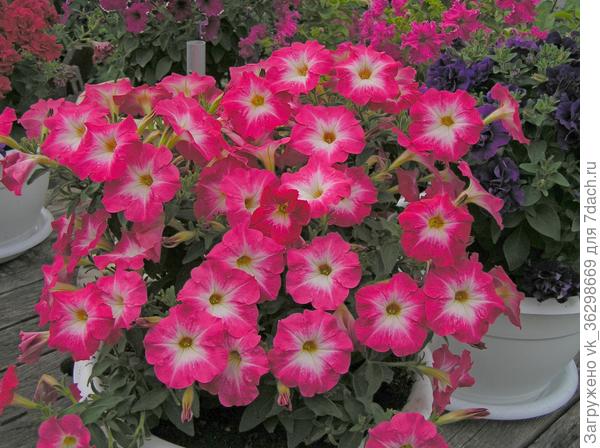 Это простые кустовые петунии.