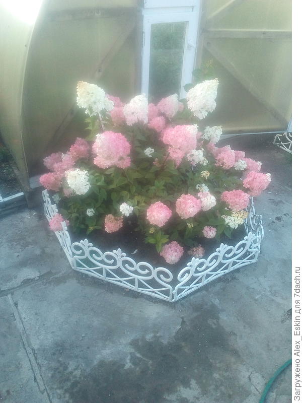 может,выращу подобное...