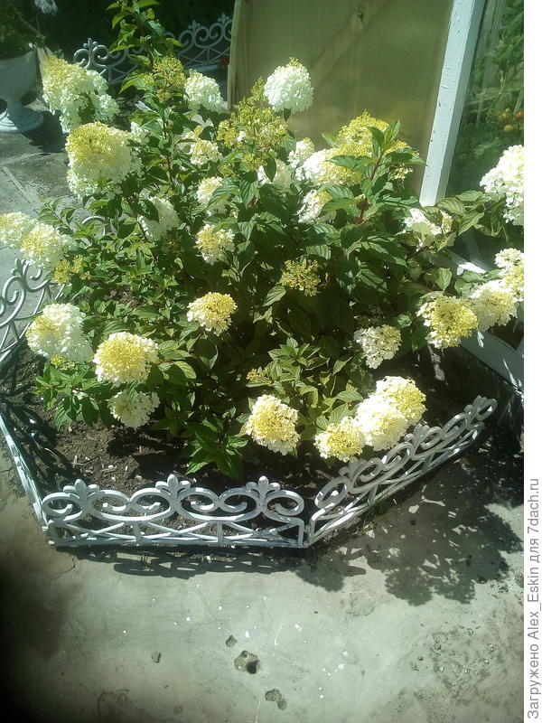 в середине лета...